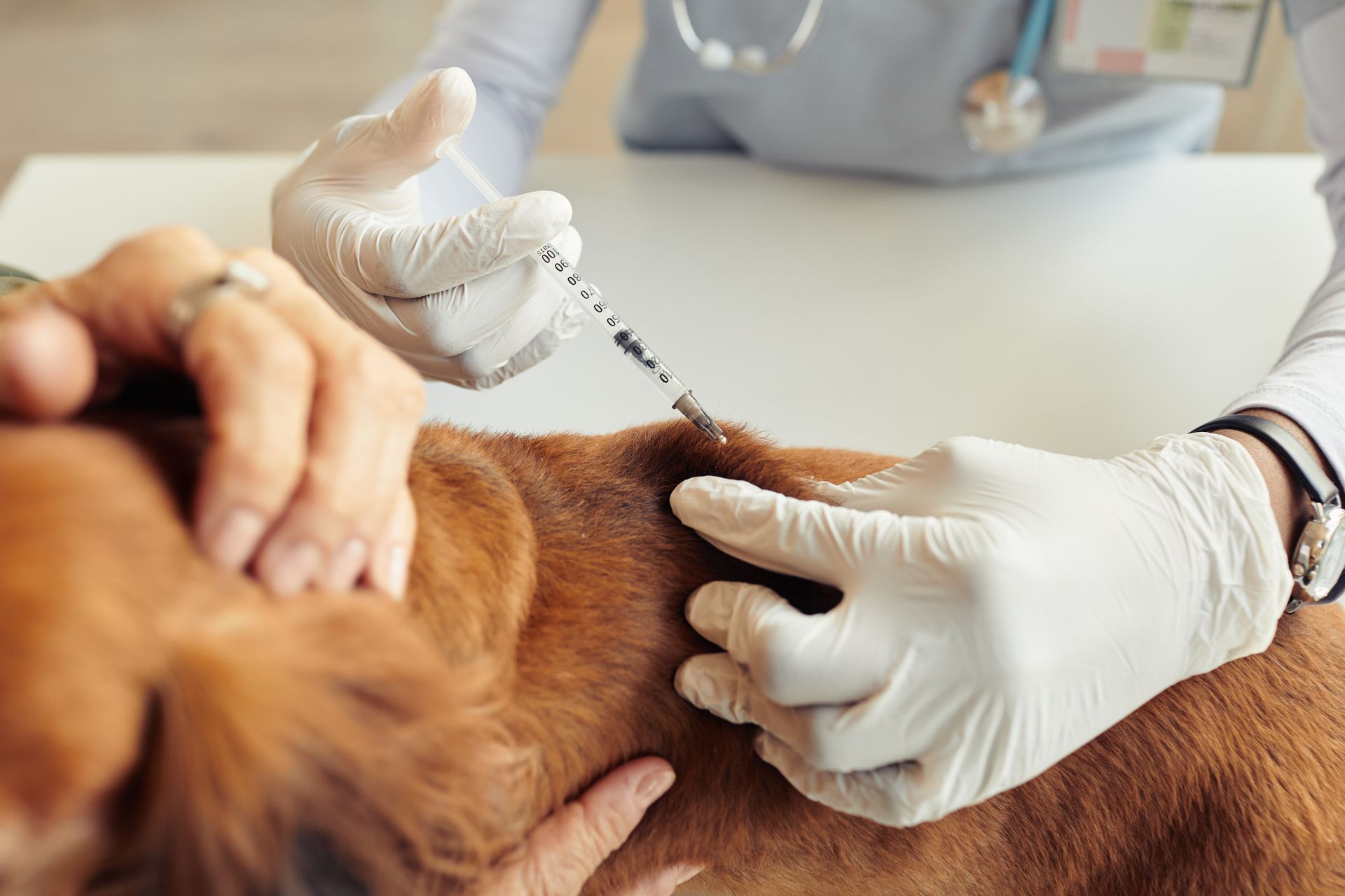 Veterinarian injecting a brown dog during a veterinary exam