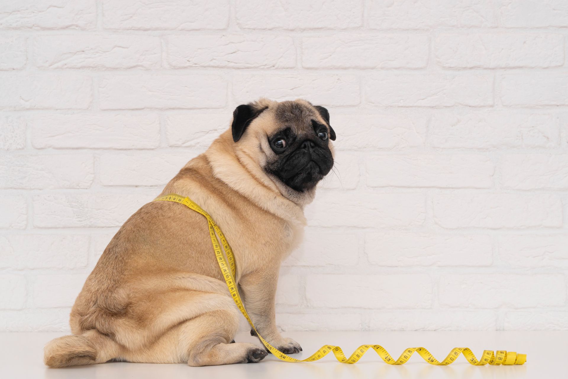 Pug on a yellow leash sitting against a white brick wall, looking back over its shoulder.