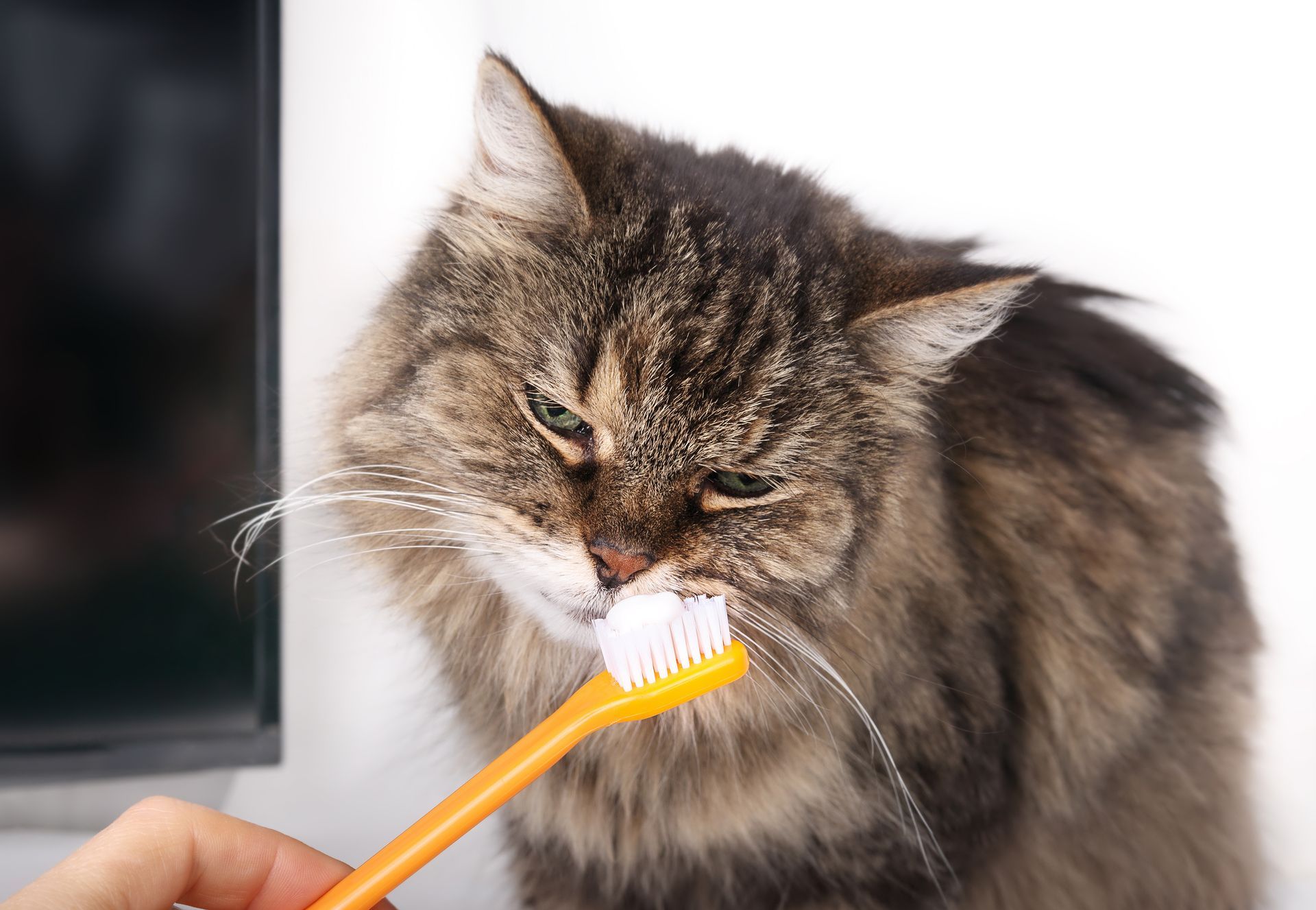 Fluffy brown cat being brushed with an orange toothbrush, eyes squinting