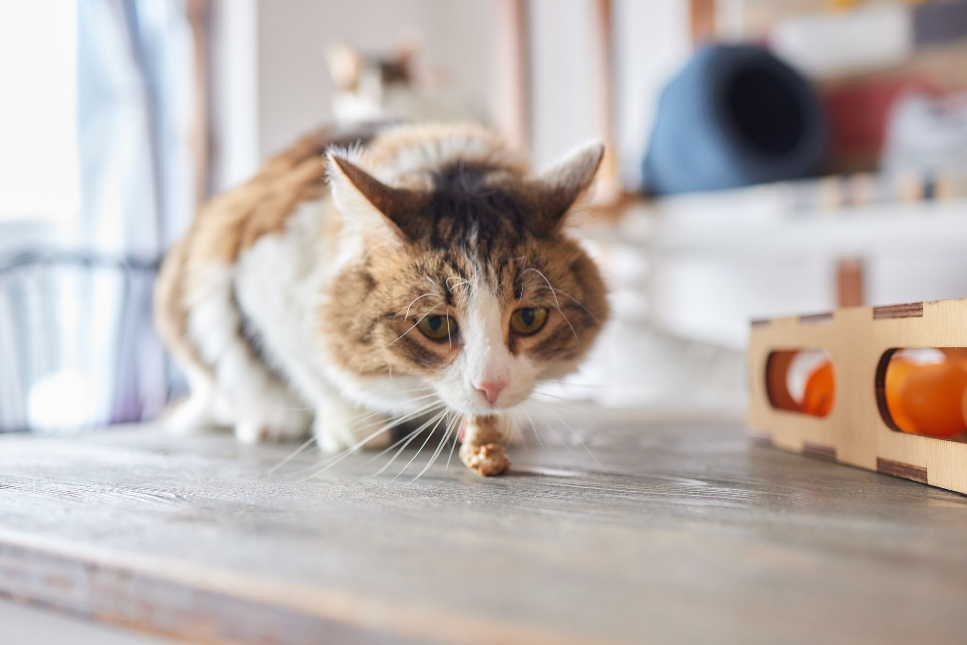Calico cat crouching low and sniffing a wooden floor indoors