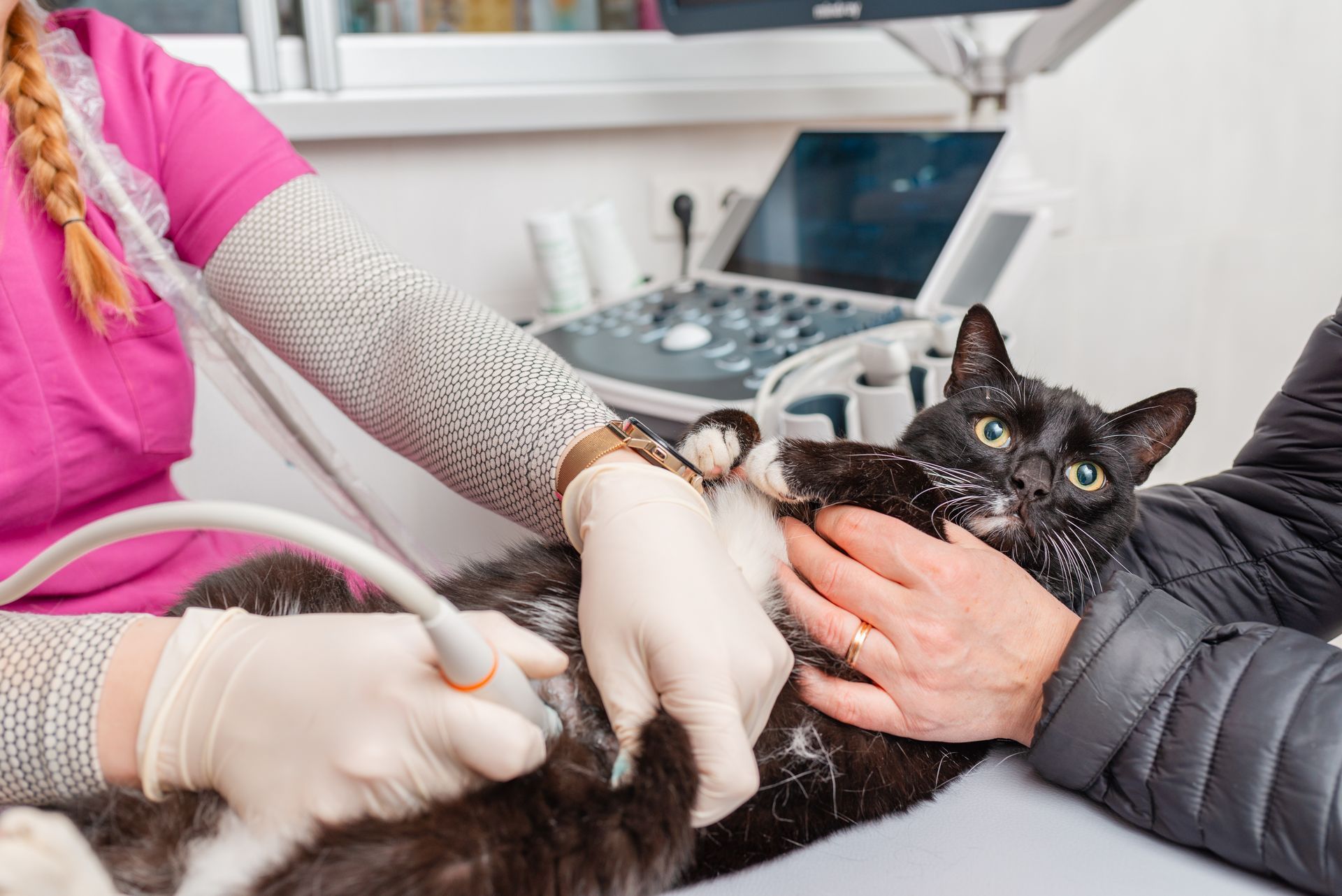 A veterinarian in a pink uniform performing an ultrasound on a black cat held by a person in a medical exam room.