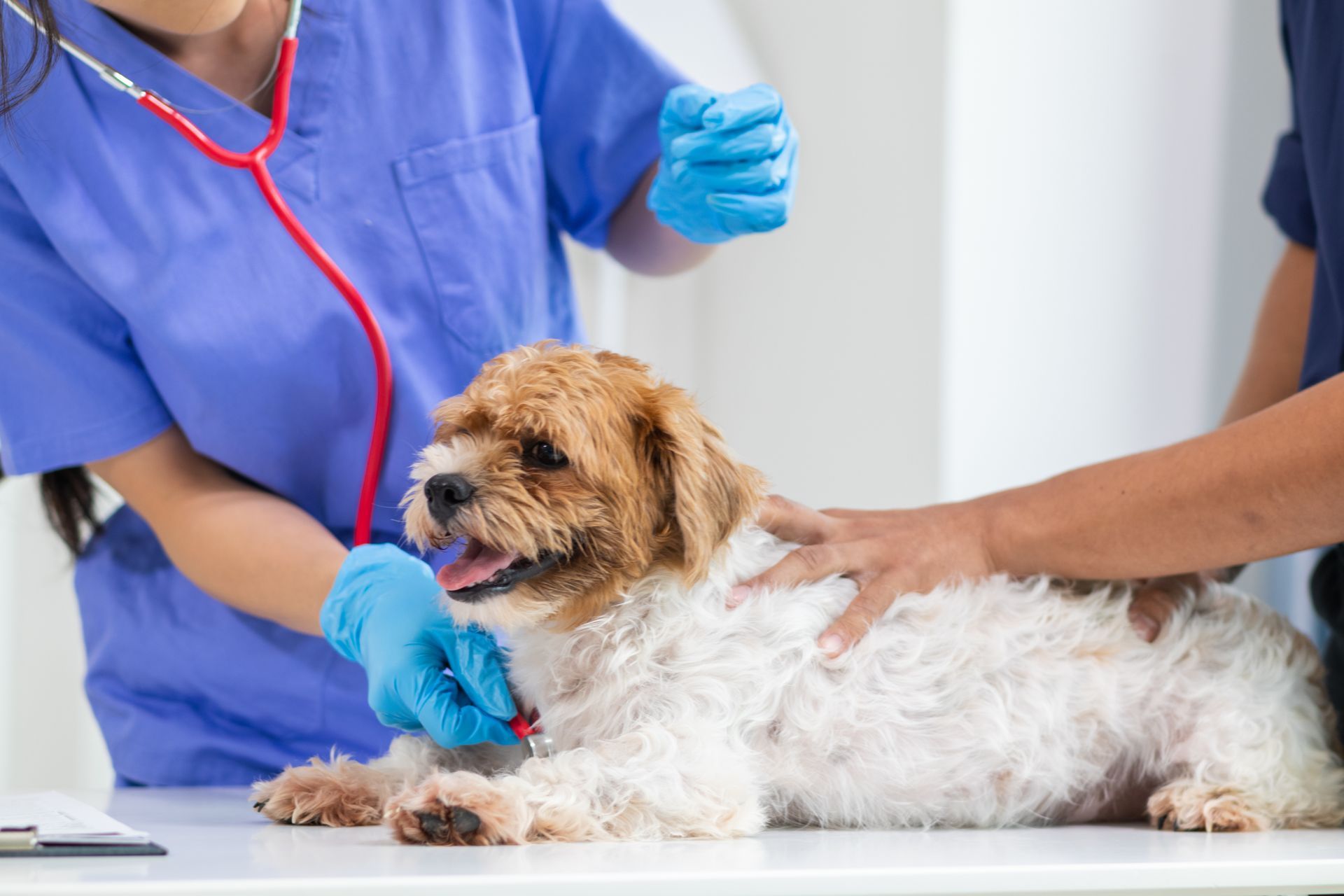 Veterinarian examining a small white-and-brown dog on a table with a stethoscope and gloved hands