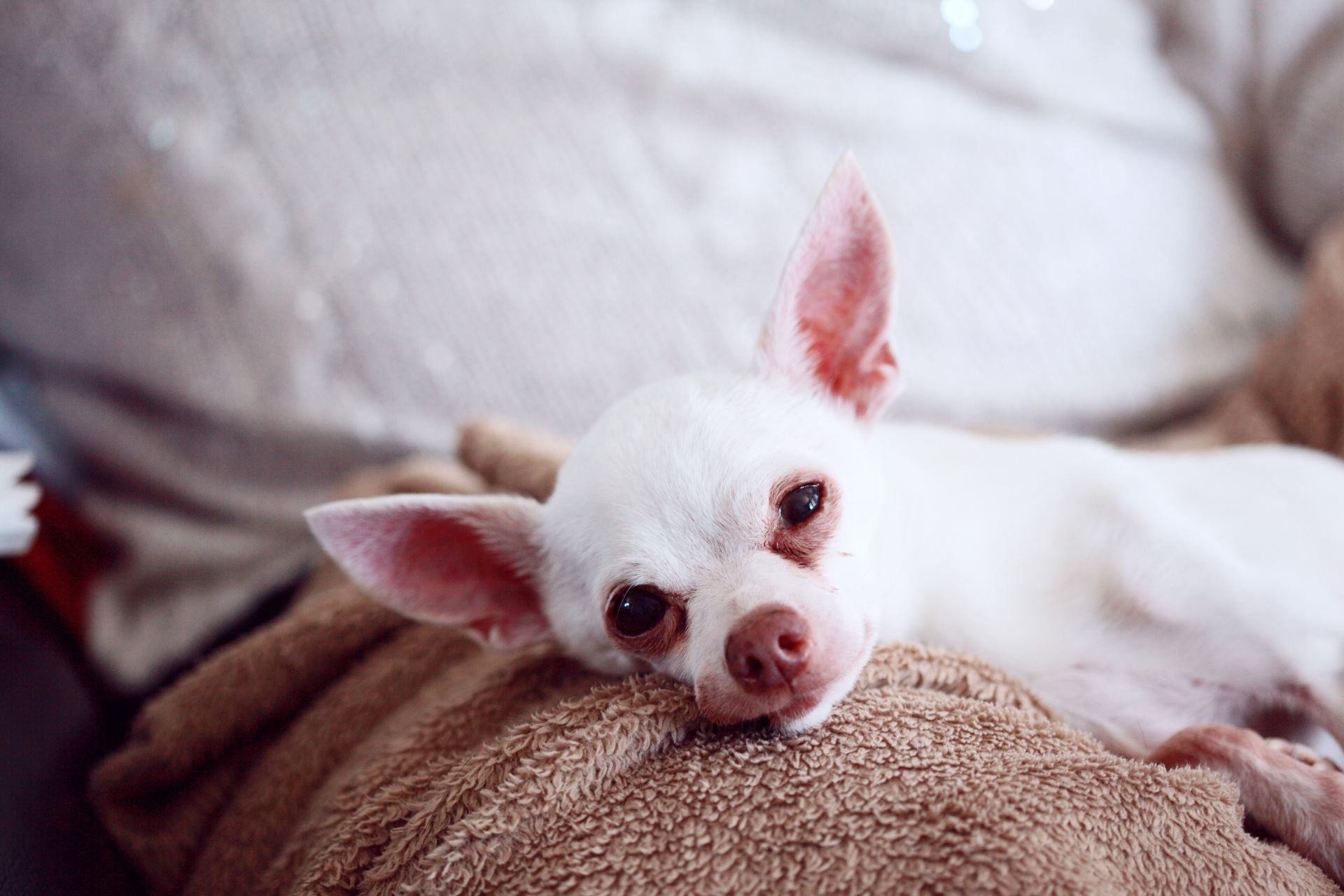 A white Chihuahua rests its chin on a soft, brown blanket, looking toward the camera with gentle, dark eyes.