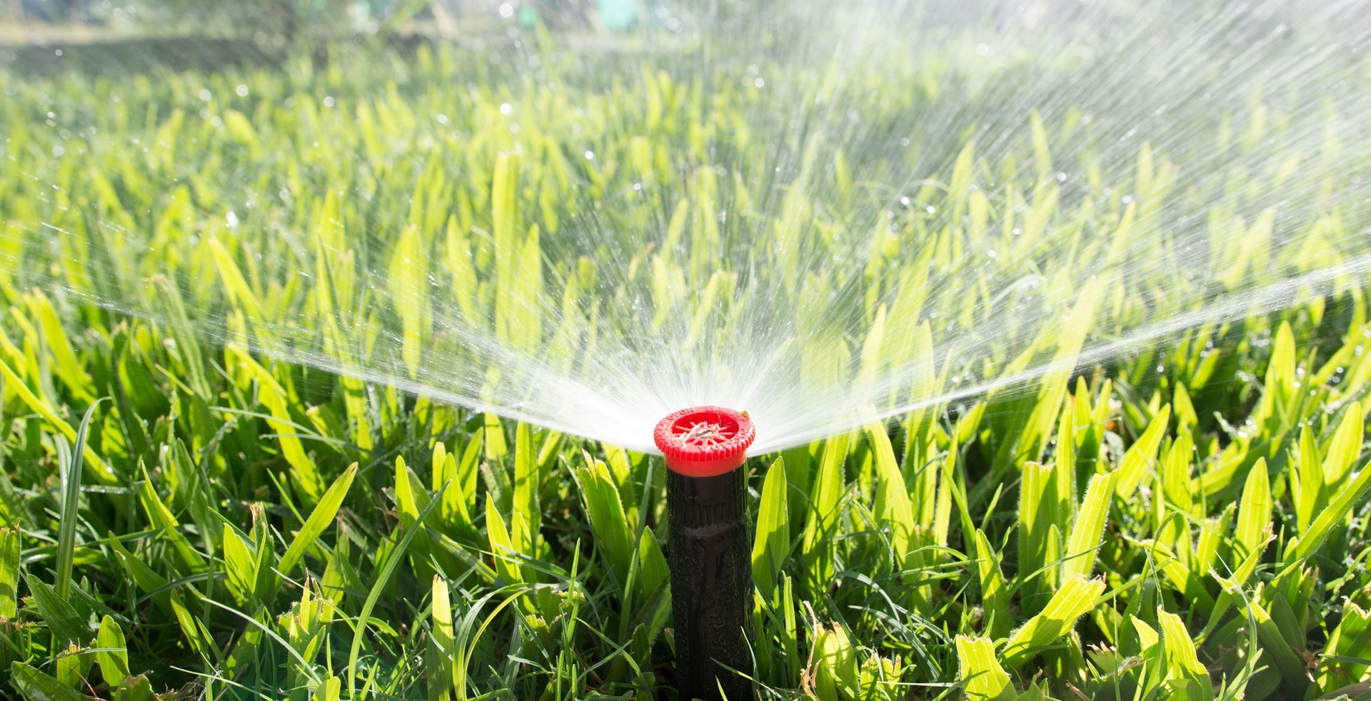 Lawn Sprinklers — Redwood City, CA — Curincitas Gardening