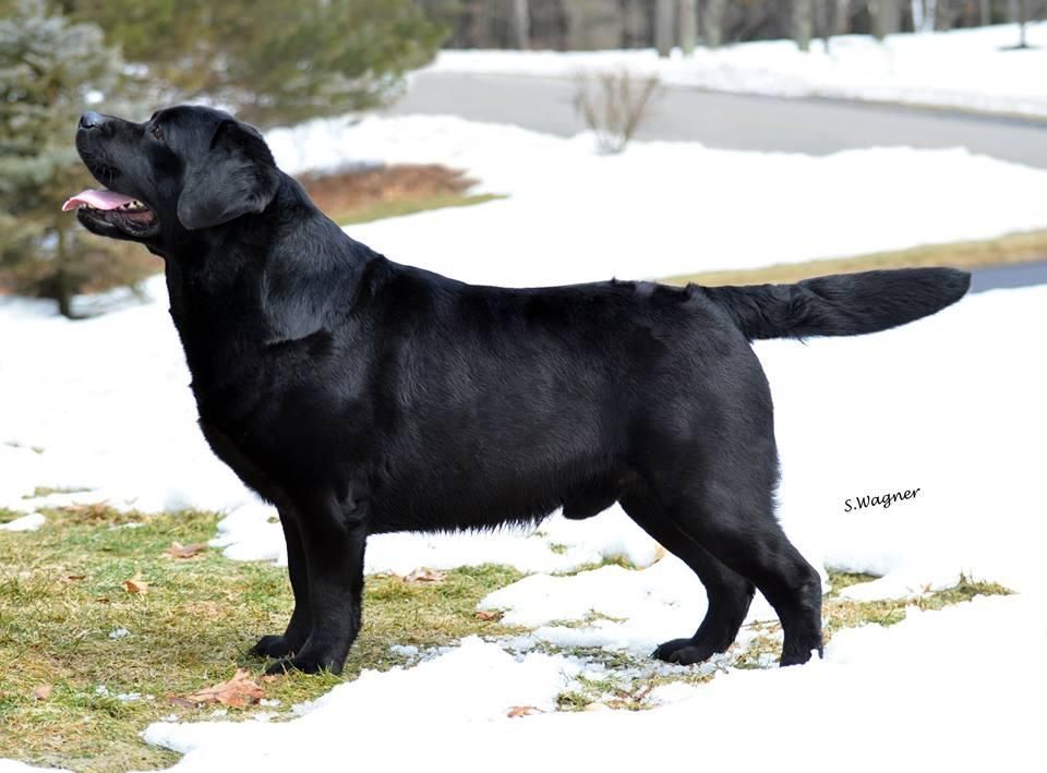 BISS AM MEX POL CAN & INT CH
HySpire Who Dat From Breckin WC