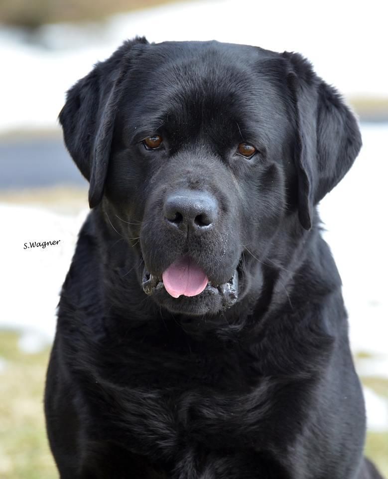 BISS AM MEX POL CAN & INT CH
HySpire Who Dat From Breckin WC