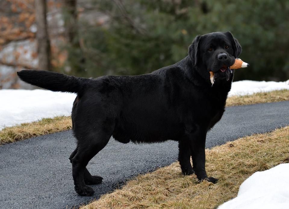 BISS AM MEX POL CAN & INT CH
HySpire Who Dat From Breckin WC