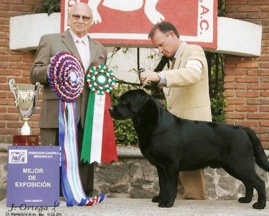 BISS AM MEX POL CAN & INT CH
HySpire Who Dat From Breckin WC