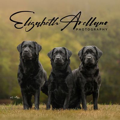Elizabeth Arellano Photography logo, pet and dog photographer, website designer.