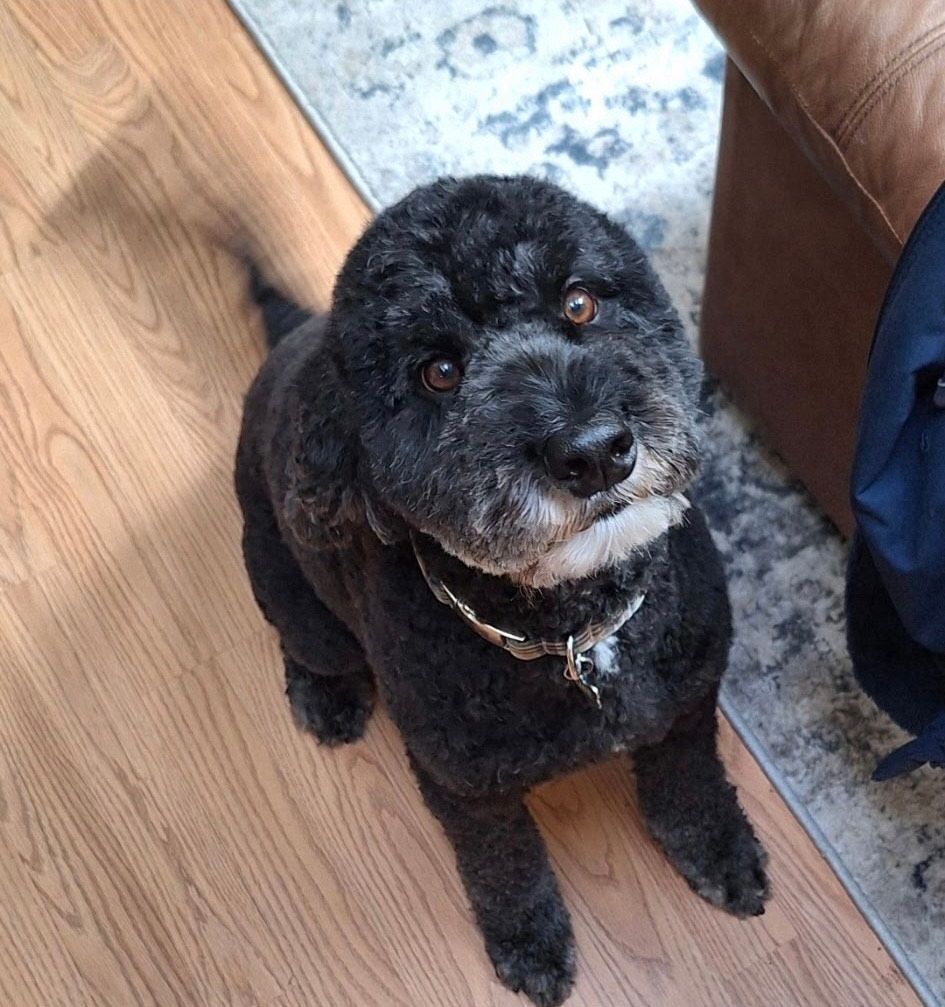 Black dog with curly fur sits on wood floor, looking up with an attentive expression.