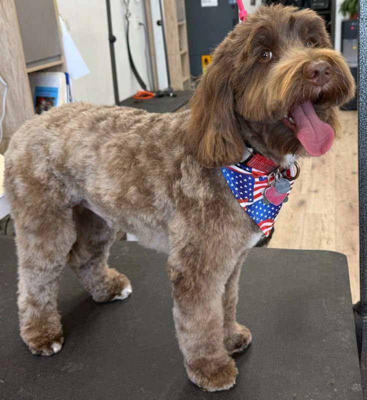 Brown, smiling dog with a patriotic bandana, freshly groomed, standing on a grooming table.