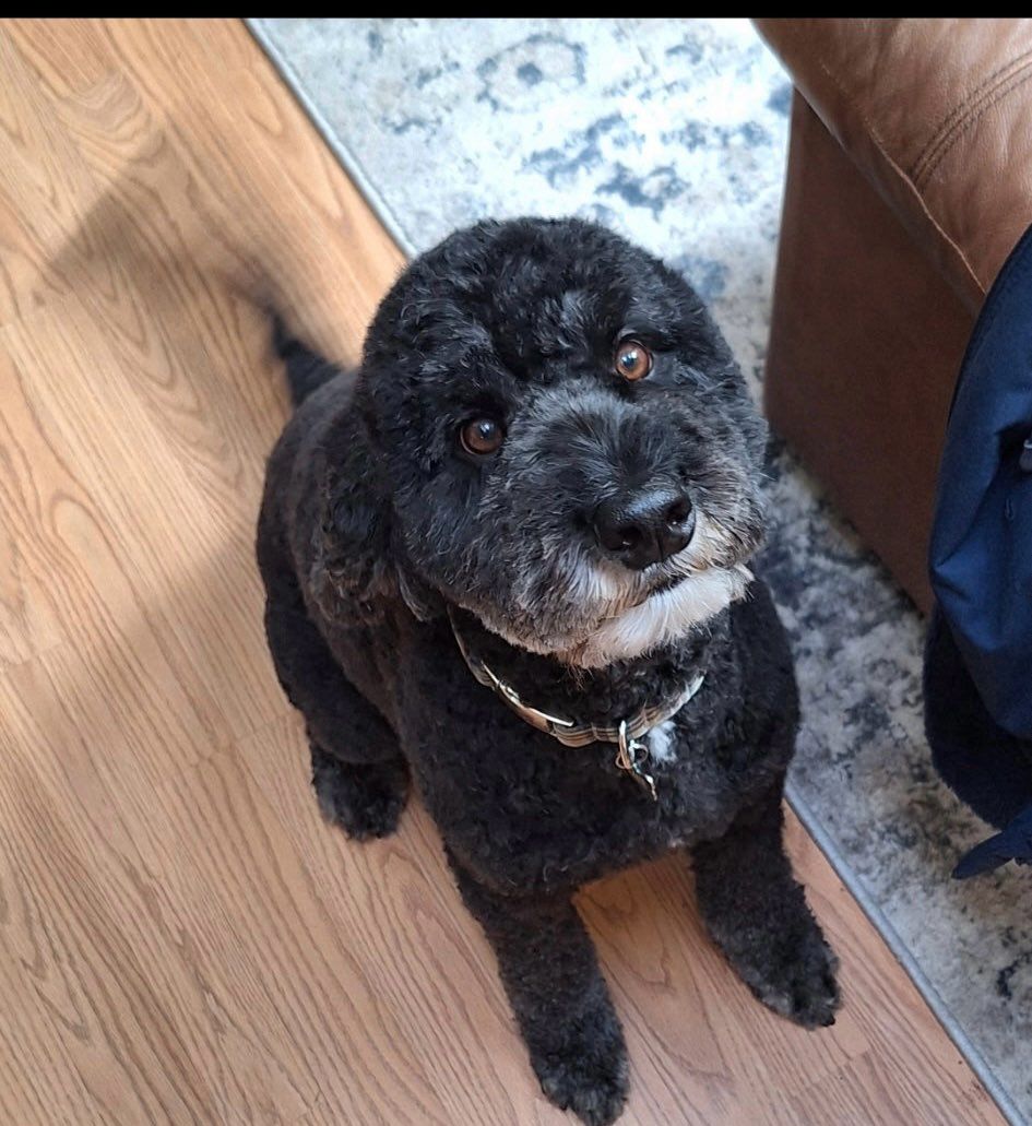 Black dog with a fluffy face, looking up with a hopeful expression; on a wood floor.
