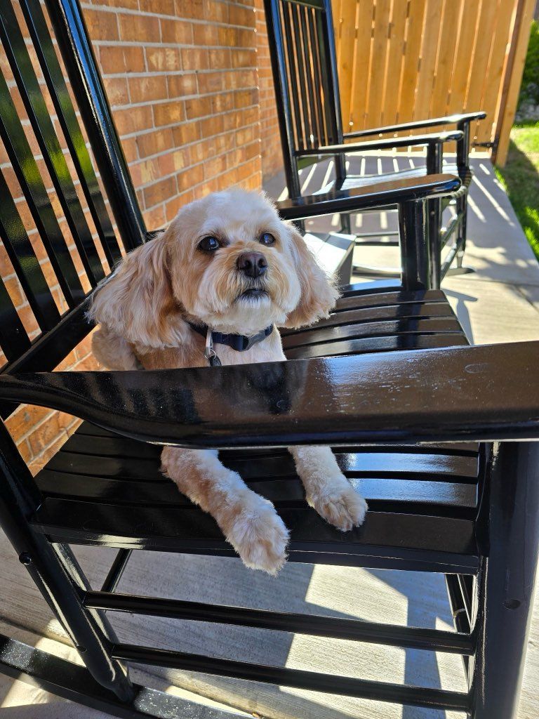 Dog sitting on a black rocking chair, looking up.
