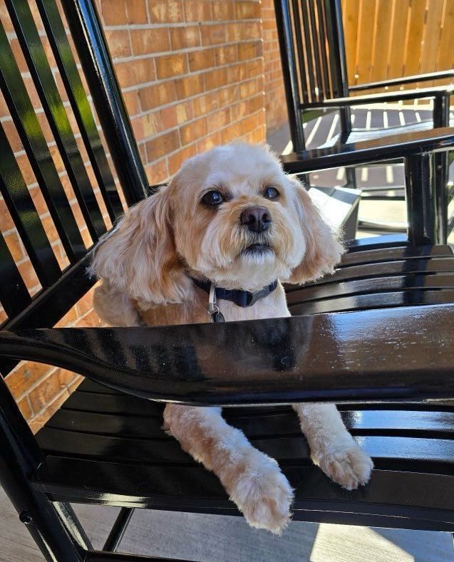A small, tan dog sits on a black swing, looking up. The background is a brick wall and wood.