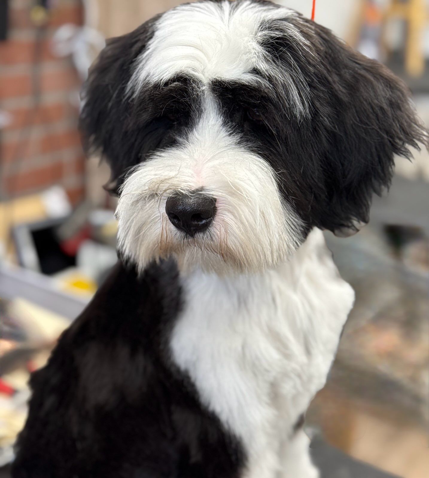 Black and white dog with fluffy fur and a focused expression, indoors.