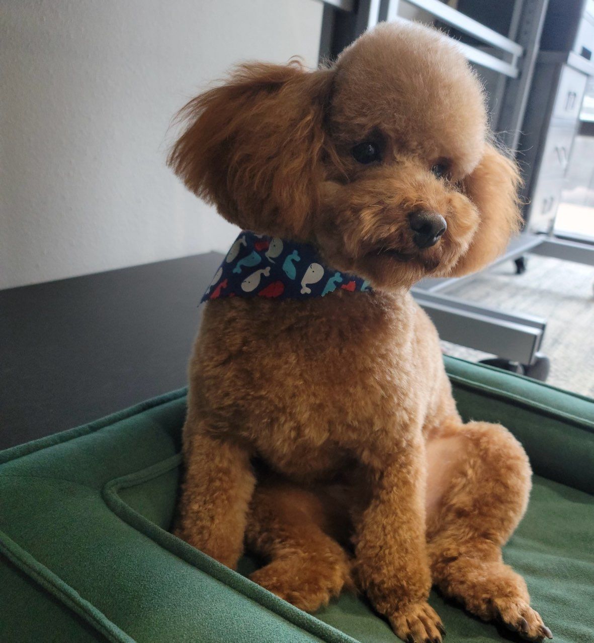 Brown poodle with a fresh haircut wearing a blue bandana, sitting on a green pad.