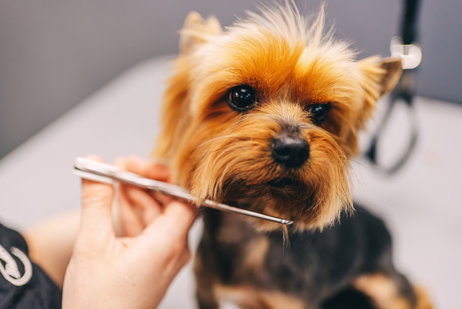 A person is grooming a small dog with a comb.