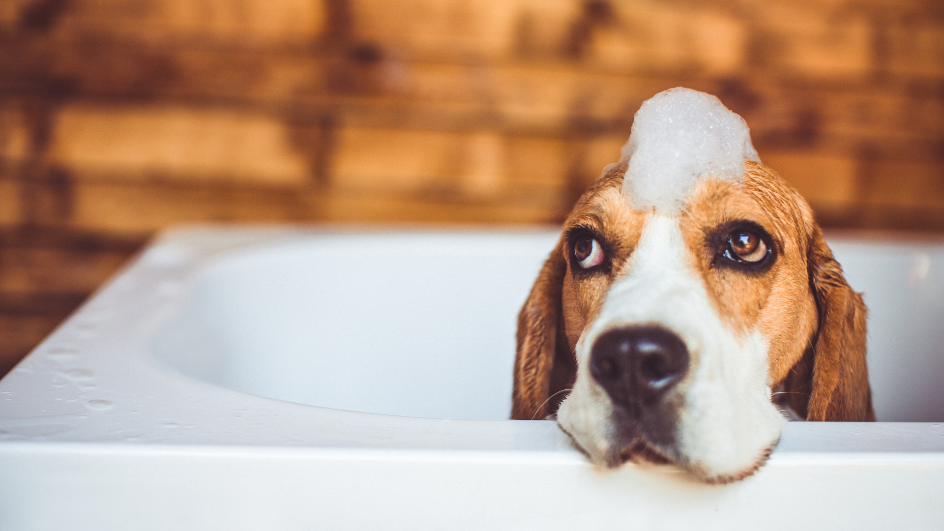 A beagle dog is taking a bath in a bathtub.