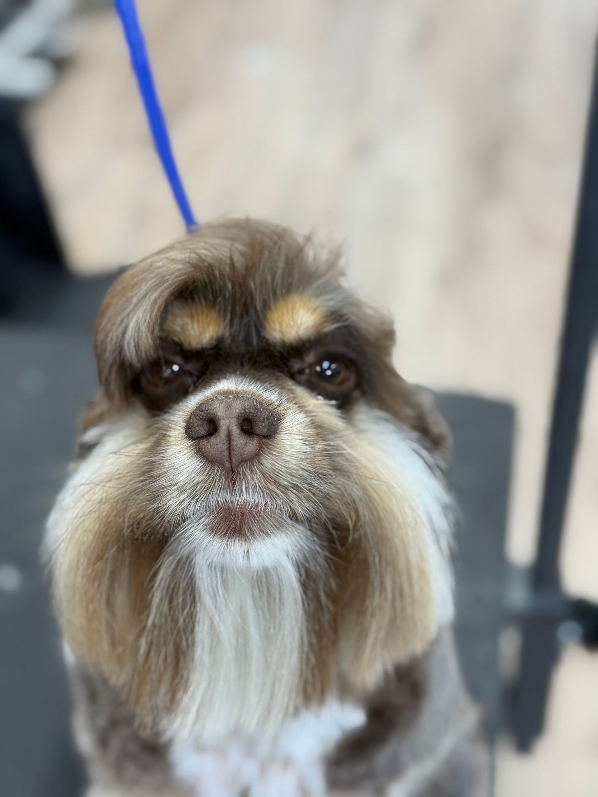 Dog with brown fur, styled with a thick, forward-swept fringe and a long beard, appearing stern.