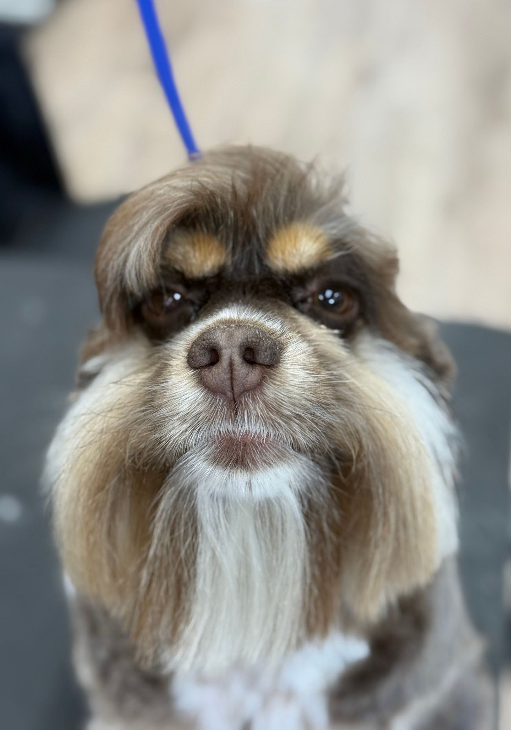 Dog with a brown and white face, styled to look like a grumpy human with a mustache, a beard, and a bad haircut.