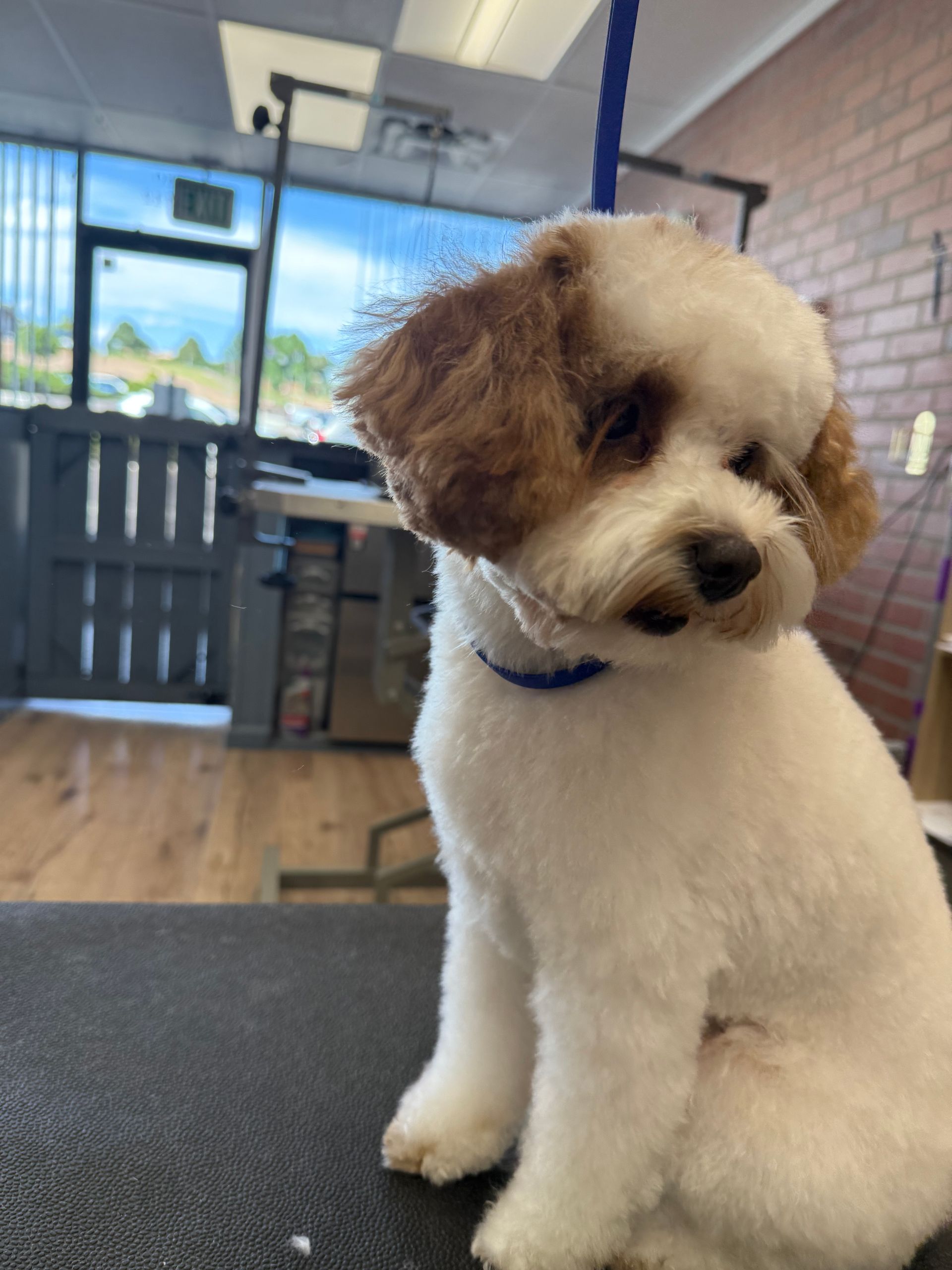 Black and white dog with a shaggy coat, looking directly at the viewer with a serious expression.