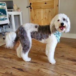 A white and gray dog is standing on a wooden floor in a room.