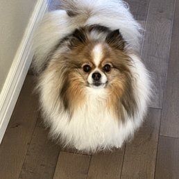 A pomeranian dog is sitting on a wooden floor and looking at the camera.