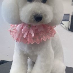 A white poodle wearing a pink collar is sitting on a table.