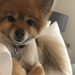 A small brown and white dog is laying on a bed.