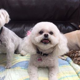 A group of small white dogs are sitting on a couch.