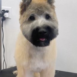 A small brown and white dog is sitting on a table.