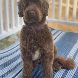 A brown dog is sitting on a blue and white striped blanket.