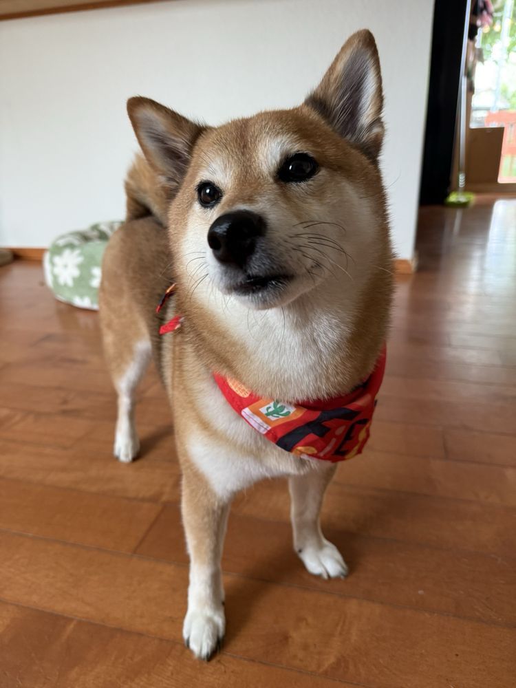 A brown and white dog wearing a red bandana is standing on a wooden floor.