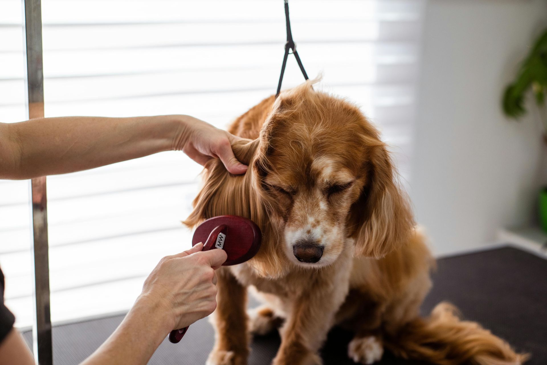 A person is brushing a dog 's hair with a brush.