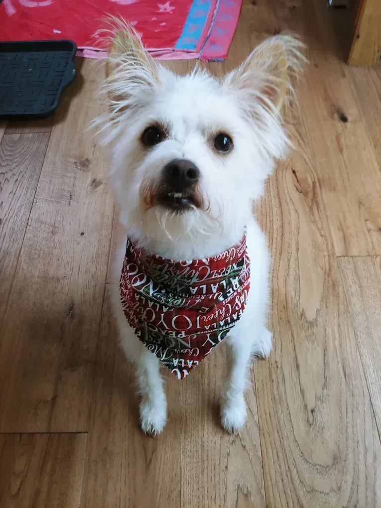 A small white dog wearing a bandana is standing on a wooden floor.