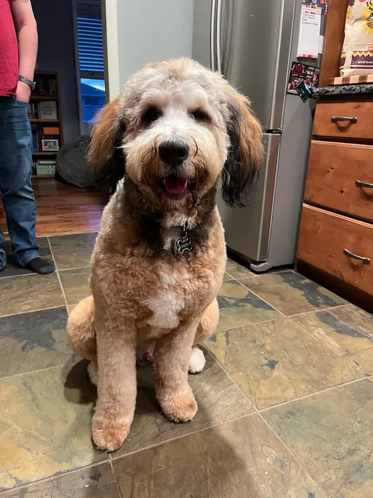 A brown and white dog is sitting on a tiled floor in a kitchen.