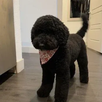 A black poodle wearing a bandana is standing on a wooden floor.