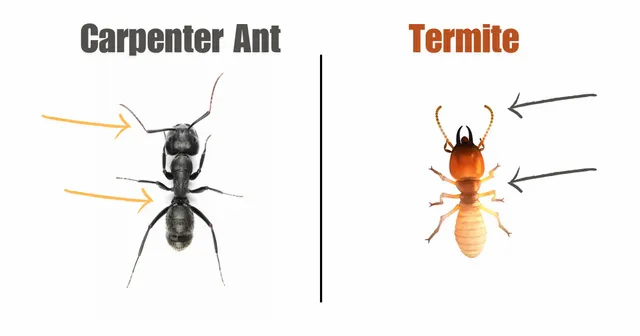 Carpenter Ants vs Termites