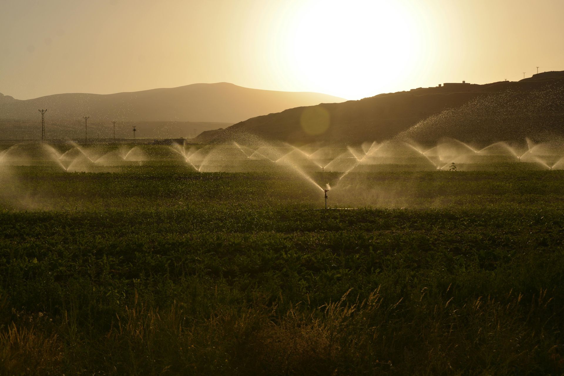 A field of grass is being watered with sprinklers at sunset.