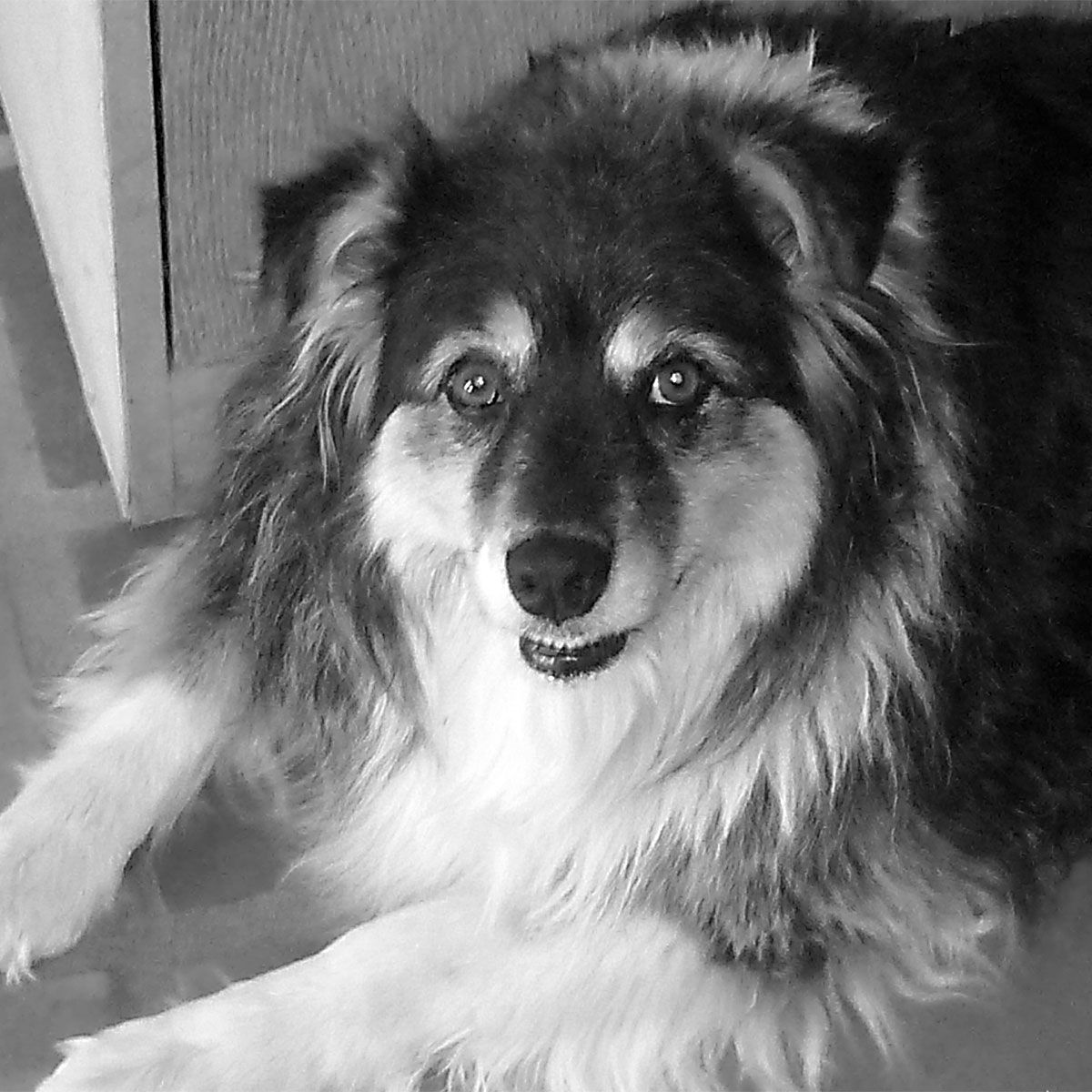 Ginger | Winery and Vineyard Dog