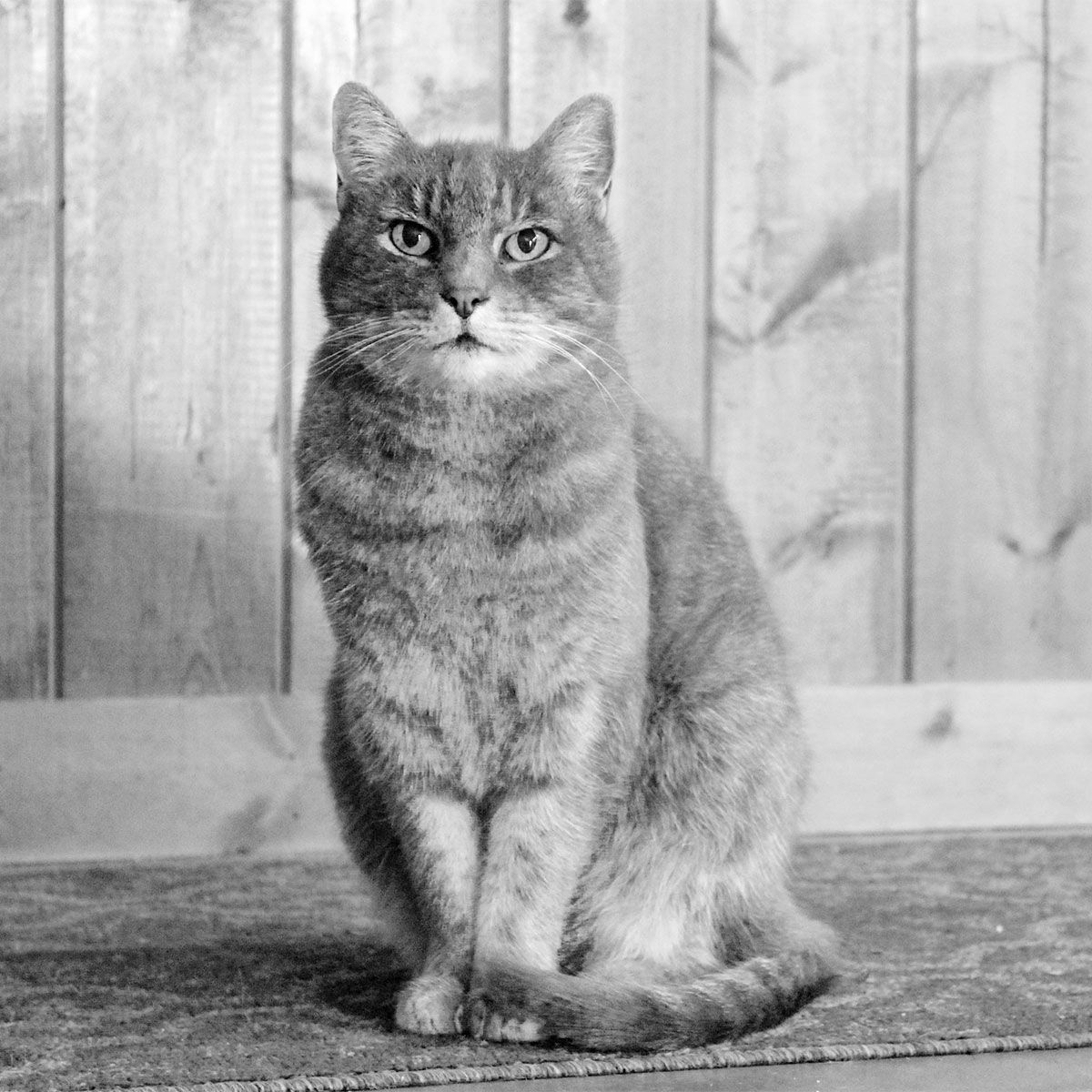 gris | The Boss ~ Tasting Room Cat