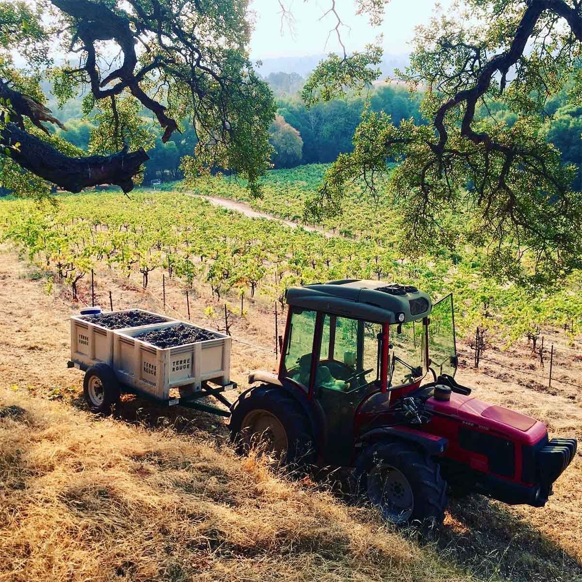 A tractor is pulling a trailer full of grapes in a vineyard.