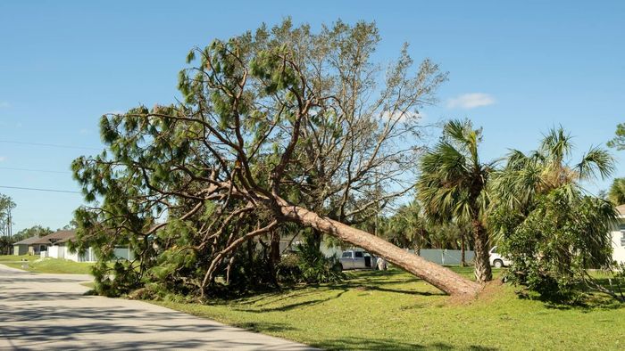 A tree that has fallen on the side of the road.