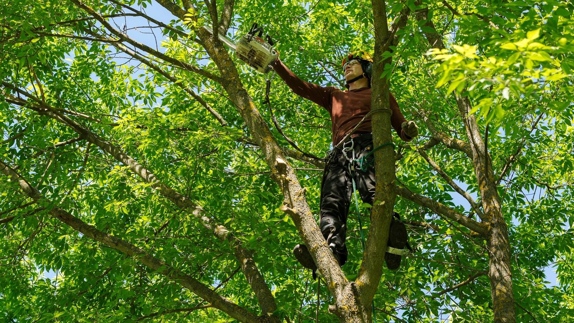 A man is climbing a tree with a chainsaw.