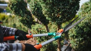 A person is cutting a tree with a pair of scissors.