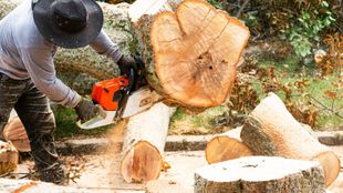 A man is cutting a tree with a chainsaw.
