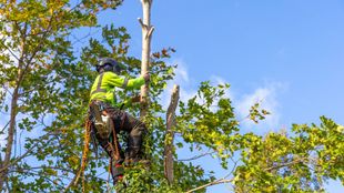 A man is cutting down a tree with a chainsaw.