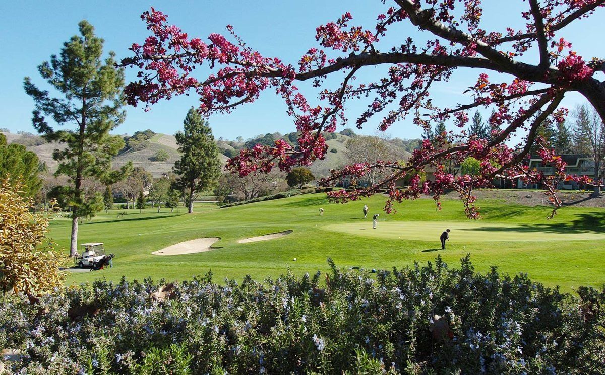 Golf course with green grass, sand trap, and players under a tree with pink flowers on a sunny day.