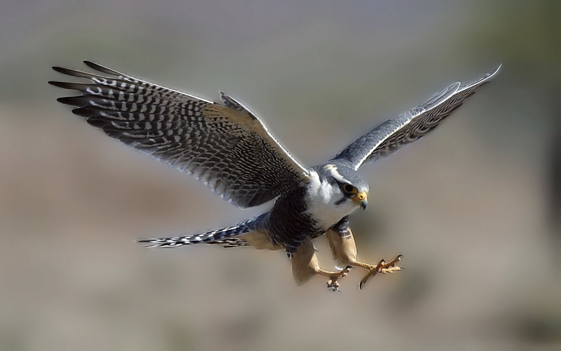 Peregrine falcon in flight