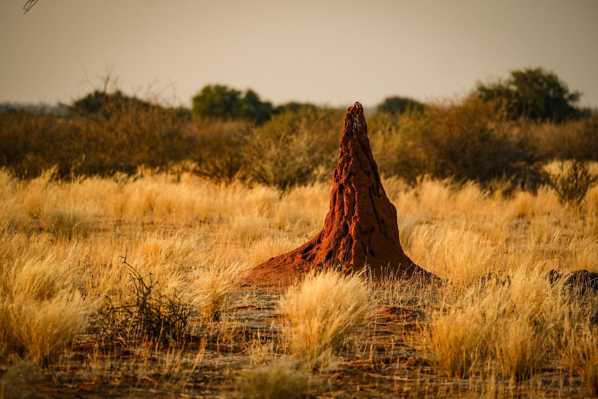 Temite sub termite mound
